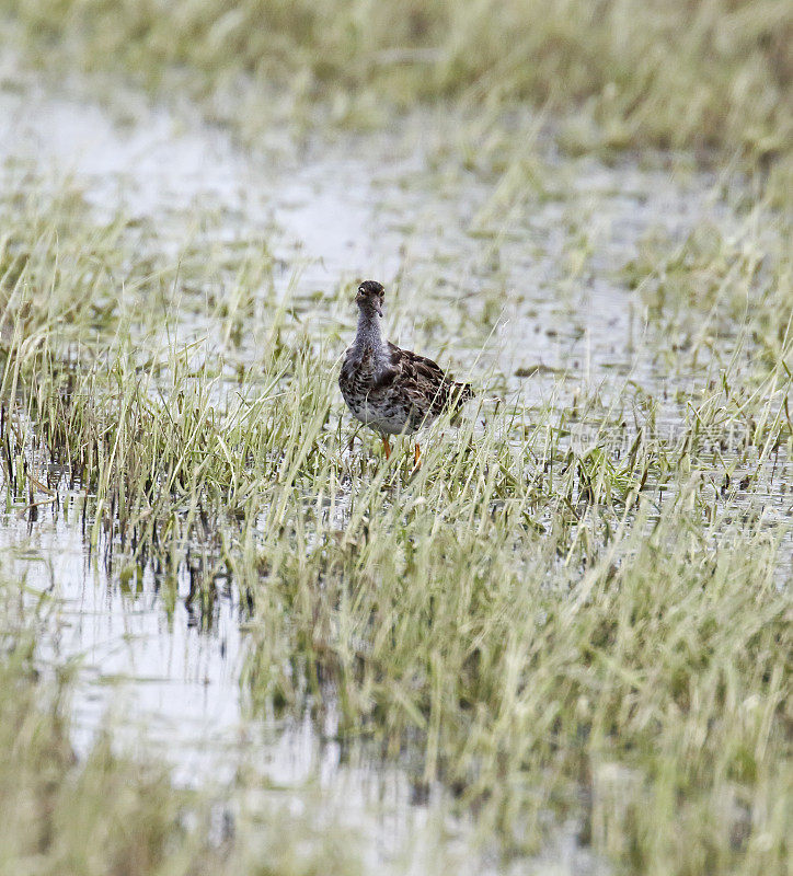 Ruff Wader (Philomachus匕首)很糟糕